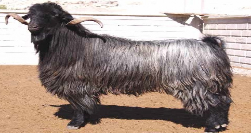  KIL KEÇİSİ SEYİSİ TEMİNİ YAPILMAKTADIR