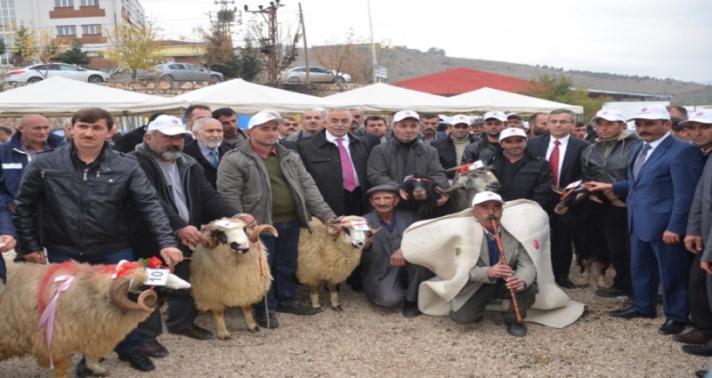 TOKAT TARIM VE HAYVANCILIK FUARINI KOÇ TEKE YARIŞMASI RENKLENDİRDİ