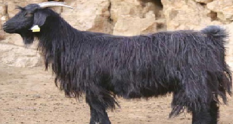 KEÇİ SÜTÜ VE İNSAN SAĞLIĞINDAKİ ÖNEMİ