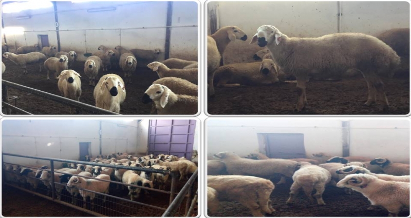 Damızlık Karayaka ve Akkaraman Koç Dağıtımı