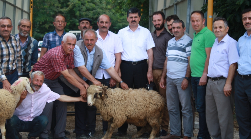AKKARAMAN VE KARAYAKA IRKI KOÇ DAĞITIM TÖRENİ