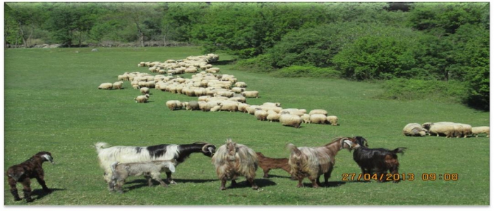 Tokat İli Damızlık Koyun Keçi Yetiştiricileri Birliği